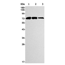 ANGPT1 rabbit monoclonal antibody
