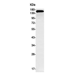 ANPEP rabbit monoclonal antibody