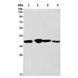 ANXA1 rabbit monoclonal antibody