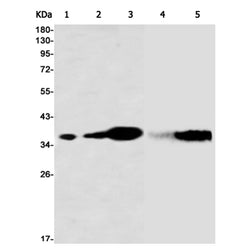 ANXA4 rabbit monoclonal antibody