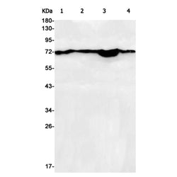 ANXA6 rabbit monoclonal antibody