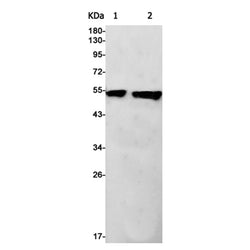 ANXA7 rabbit monoclonal antibody