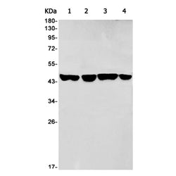 AP3M1 rabbit monoclonal antibody