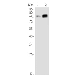 APBB1 rabbit monoclonal antibody