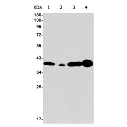 APEX1 rabbit monoclonal antibody