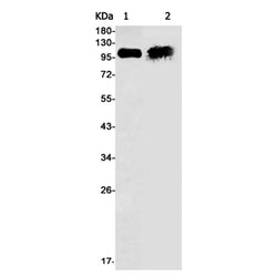 APLP2 rabbit monoclonal antibody