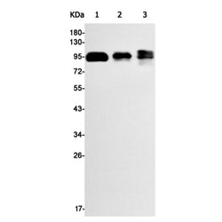 APP rabbit monoclonal antibody