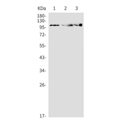 APP (phospho-Thr743) rabbit monoclonal antibody