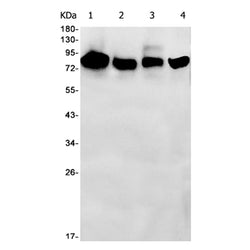 APPL1 rabbit monoclonal antibody