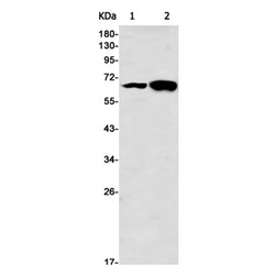ARAF rabbit monoclonal antibody