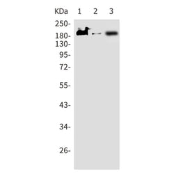 ARFGEF2 rabbit monoclonal antibody