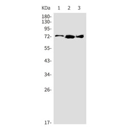 ARHGAP25 rabbit monoclonal antibody