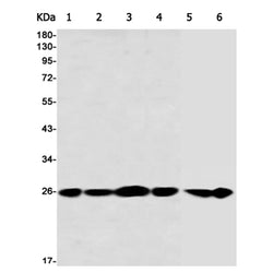 ARHGDIA rabbit monoclonal antibody