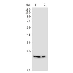 ARHGDIB rabbit monoclonal antibody