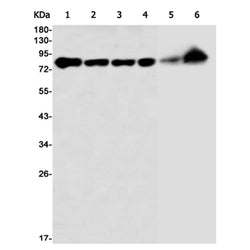 ARNT rabbit monoclonal antibody