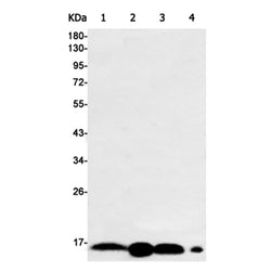 ARPC5 rabbit monoclonal antibody