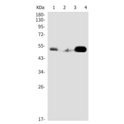 ARRB1 (phospho-Ser412) rabbit monoclonal antibody