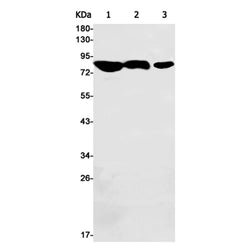 ASH2L rabbit monoclonal antibody