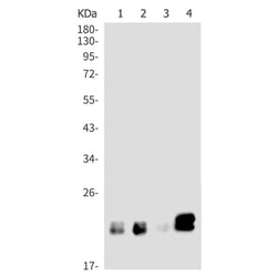 ATF3 rabbit monoclonal antibody