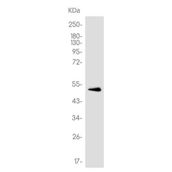 ATF4 rabbit monoclonal antibody