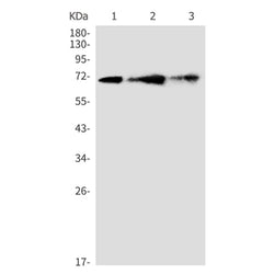 ATF6 rabbit monoclonal antibody