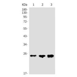 ATG10 rabbit monoclonal antibody