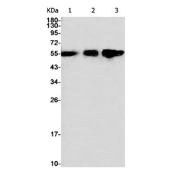 ATG12 rabbit monoclonal antibody