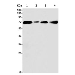 ATG13 rabbit monoclonal antibody