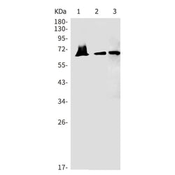 ATG16L1 rabbit monoclonal antibody