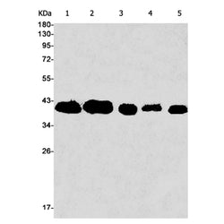 ATG3 rabbit monoclonal antibody