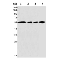 ATG5 rabbit monoclonal antibody
