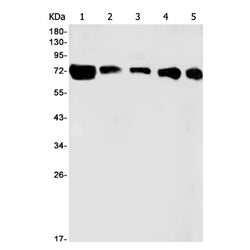 ATG7 rabbit monoclonal antibody