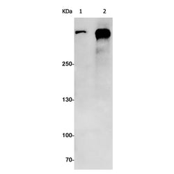 ATM rabbit monoclonal antibody