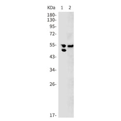 ATP1B1 rabbit monoclonal antibody
