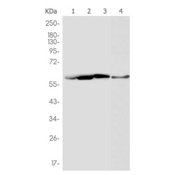 ATP5F1A rabbit monoclonal antibody