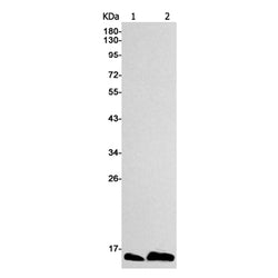 ATP5MC1/ATP5MC2/ATP5MC3 rabbit monoclonal antibody