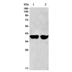 AURKB rabbit monoclonal antibody