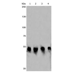 AVEN rabbit monoclonal antibody