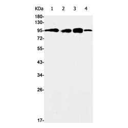 AXIN2 rabbit monoclonal antibody