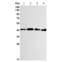 AZI2 rabbit monoclonal antibody