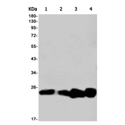 BAD rabbit monoclonal antibody