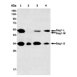 BAG1 rabbit monoclonal antibody