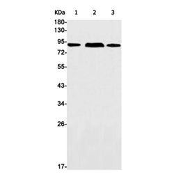 BAG3 rabbit monoclonal antibody