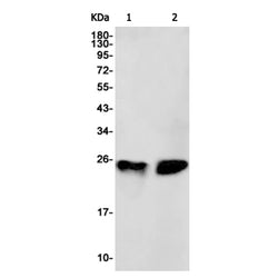 BAK1 rabbit monoclonal antibody