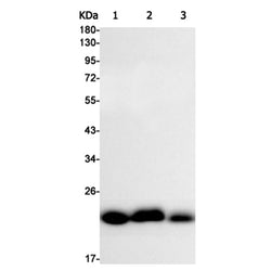 BAX rabbit monoclonal antibody
