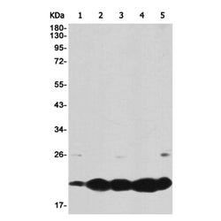 BBC3 rabbit monoclonal antibody