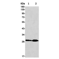 BCAP31 rabbit monoclonal antibody