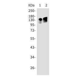 BCL11A rabbit monoclonal antibody