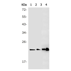 BCL2L11 rabbit monoclonal antibody