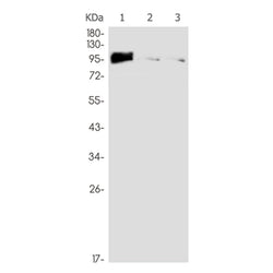 BDKRB2 rabbit monoclonal antibody